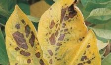 Magnezyum Eksikliği Belirtileri Magnezyum Eksikliği Belirtileri