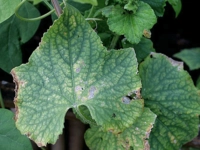 Magnezyum Eksikliği Neden Olur? Magnezyum Eksikliği Neden Olur?